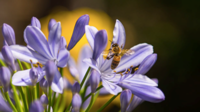 L’espace vital des abeilles disparaît progressivement à cause de l’urbanisation (photo : Pexels.com)