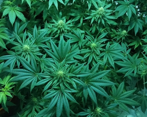 Le cannabis médical pourra désormais être exporté (photo : Pixabay)
