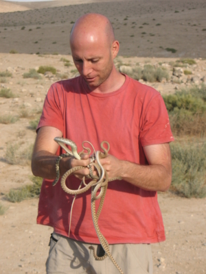 Aviad Bar avec des serpents dans le désert du Néguev (photo privée)