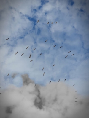 iseaux dans le ciel d’Israël (photo : Na’hum Ciobotaru).