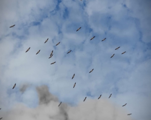 iseaux dans le ciel d’Israël (photo : Na’hum Ciobotaru).