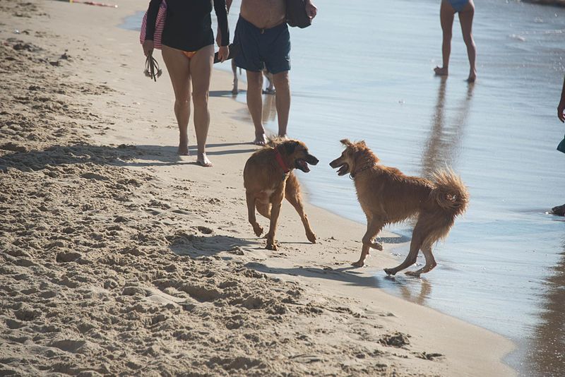 Ces chiens sur la plage de Tel-Aviv s’ébattent joyeusement (photo: xiquinhosilva/wikimedia commons).