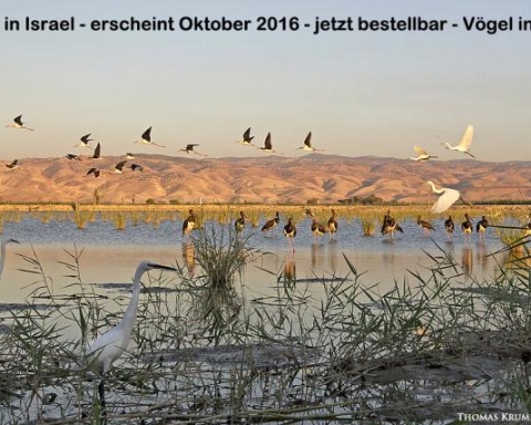 Le photographe Thomas Krumenacker montre, sur 180 pages, la beauté et la biodiversité d’Israël