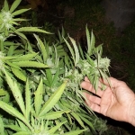 Le cannabis thérapeutique est déjà autorisé en Israël (photo : http://maxpixel.freegreatpicture.com/Ganja-Grow-Weed-Leaves-Plant-Marijuana-Cannabis-364565)