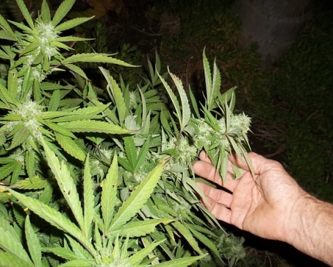 Le cannabis thérapeutique est déjà autorisé en Israël (photo : http://maxpixel.freegreatpicture.com/Ganja-Grow-Weed-Leaves-Plant-Marijuana-Cannabis-364565)
