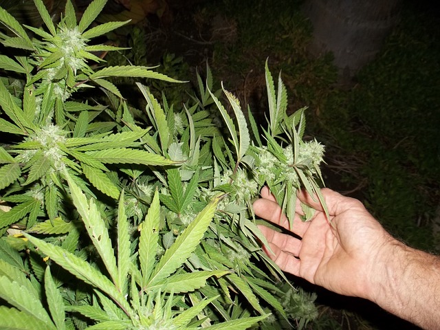 Le cannabis thérapeutique est déjà autorisé en Israël (photo : http://maxpixel.freegreatpicture.com/Ganja-Grow-Weed-Leaves-Plant-Marijuana-Cannabis-364565)