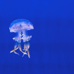 Outre les poissons, les visiteurs pourront également admirer la beauté des méduses (photo : pexels.com)
