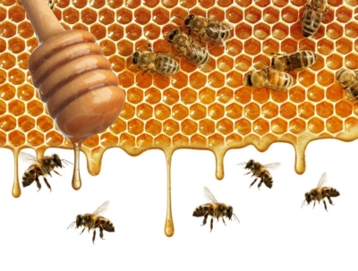 Ce collage, qui montre l’intérieur d’une ruche, est l’oeuvre d’Uschi Weiersmüller. Cette remarquable photographe suisse est également une créatrice graphique de talent et une apicultrice engagée.