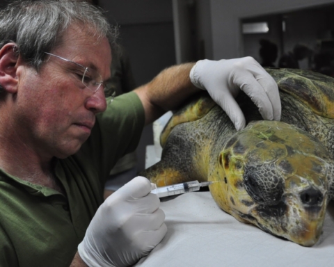 Une tortue marine soignée dans le centre de sauvetage (photo : Yaniv Levi)