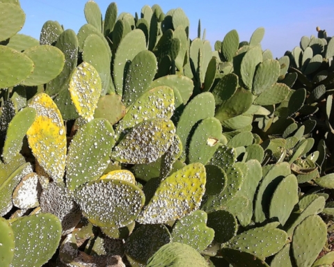 Figues de barbarie attaquées par des nuisibles dans le nord d’Israël (photo : professeur Zvika Mendel de Agricultural Research Organization, Centre Volcani).