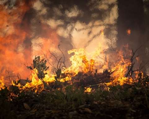 Israël veut aider le Brésil à lutter contre les feux ravageant la forêt amazonienne (photo : Pixabay). 