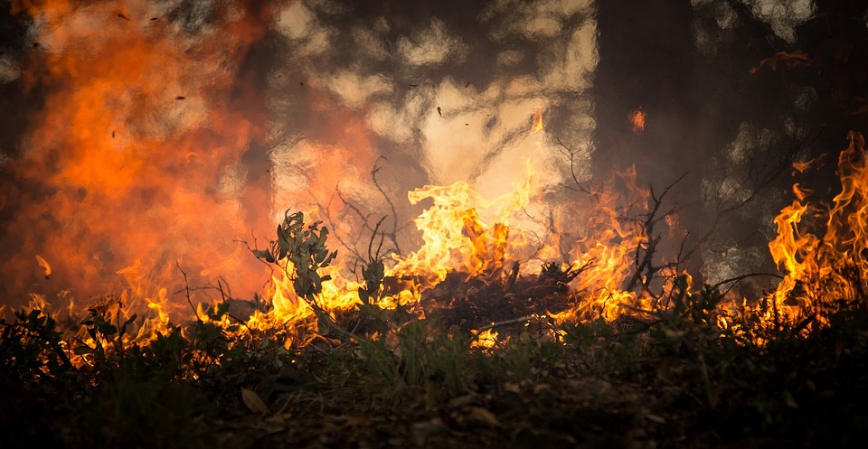 Israël veut aider le Brésil à lutter contre les feux ravageant la forêt amazonienne (photo : Pixabay). 