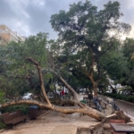 Arbre déraciné par la tempête sur le boulevard Ben Gourion à Tel-Aviv (photo : KHC).