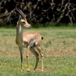 Certaines espèces de gazelles sont menacées d’extinction en Israël et leur population ne cesse de décroître (photo : Von Bassem18, CC BY-SA 3.0, https://commons.wikimedia.org/w/index.php?curid=3234316)
