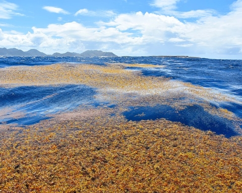  Tapis d’algues sargasses près de l’île de Saint-Martin (photo : VELY Michel, Wikimedia Commons)