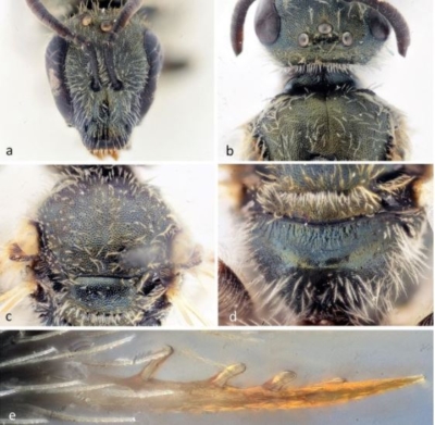 Gros plan de la nouvelle espèce d’abeille découverte sur les côtes israéliennes (photo : Alain Pauly, Belgian Journal of Entomology).