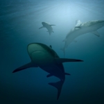 On a découvert sur la côte israélienne un nombre de requins beaucoup plus important que celui supposé jusqu’ici (photo : Pixabay)