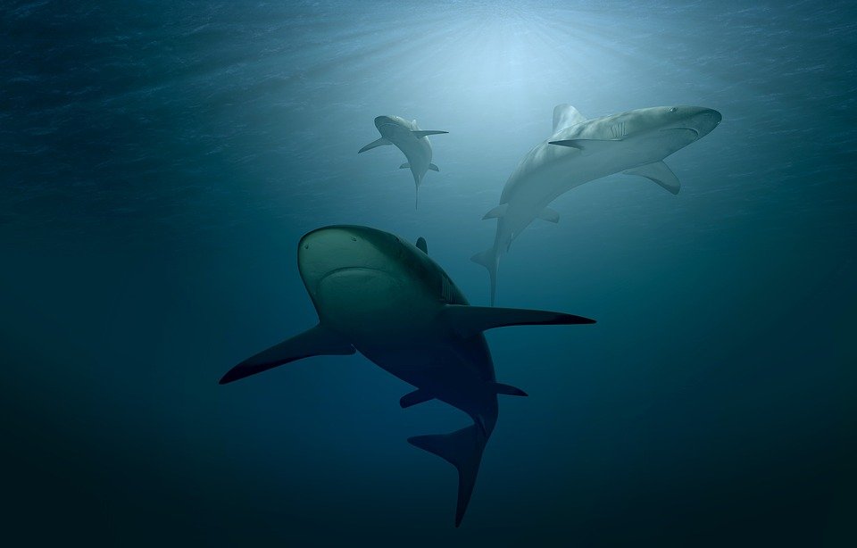 On a découvert sur la côte israélienne un nombre de requins beaucoup plus important que celui supposé jusqu’ici (photo : Pixabay)