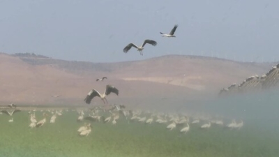 ognes blanches à Emek HaMa'ayanot au nord-est d’Israël (photo: Society for the Protection of Nature)