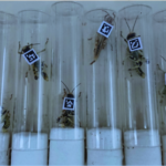 Des chercheurs de l’université de Tel-Aviv étudient les sauterelles (photo : université de Tel-Aviv)