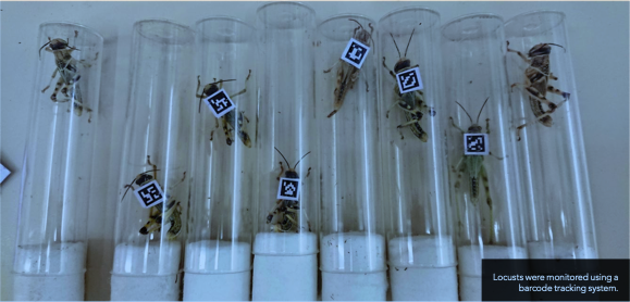 Des chercheurs de l’université de Tel-Aviv étudient les sauterelles (photo : université de Tel-Aviv)